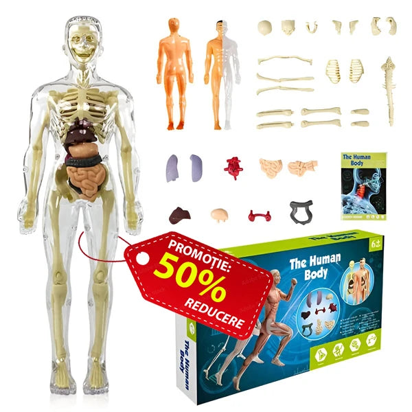 Model Anatomic FLESHTOPIA
